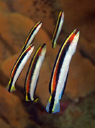 Eastern Hulafish, Bare Island by Doug Anderson 